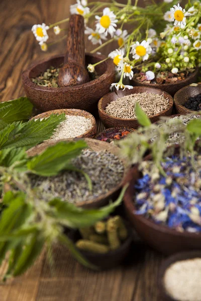 Surtido de hierbas medicinales naturales —  Fotos de Stock