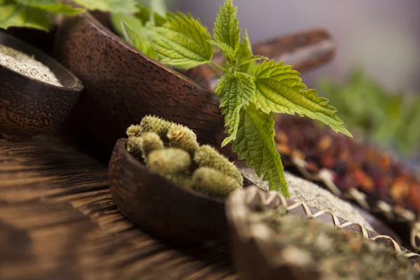 Assorted natural medical herbs — Stock Photo, Image