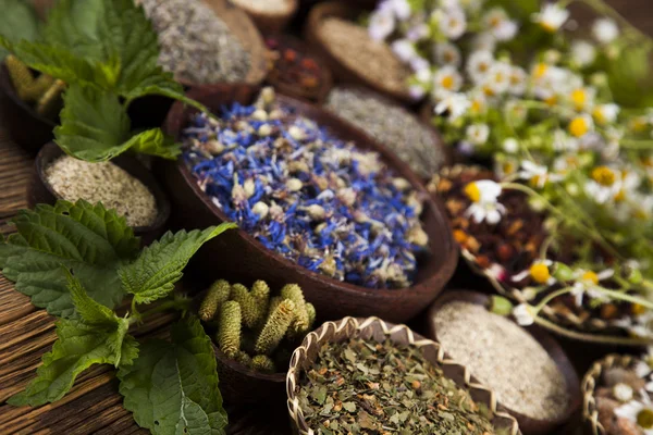 Assorted natural medical herbs — Stock Photo, Image