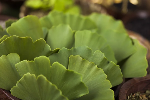 Assorted natural medical herbs — Stock Photo, Image