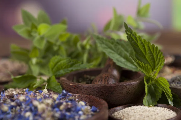 Surtido de hierbas medicinales naturales — Foto de Stock