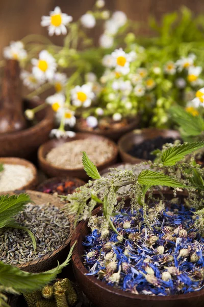 Surtido de hierbas medicinales naturales —  Fotos de Stock