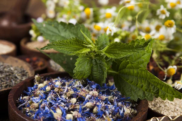 Surtido de hierbas medicinales naturales — Foto de Stock