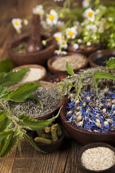 Surtido de hierbas medicinales naturales —  Fotos de Stock