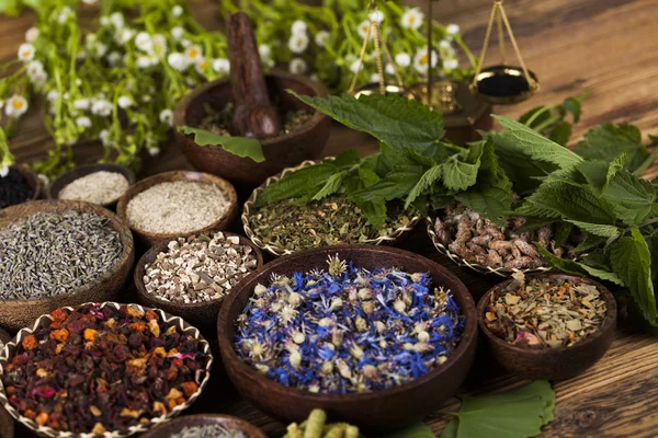 Assorted natural medical herbs — Stock Photo, Image