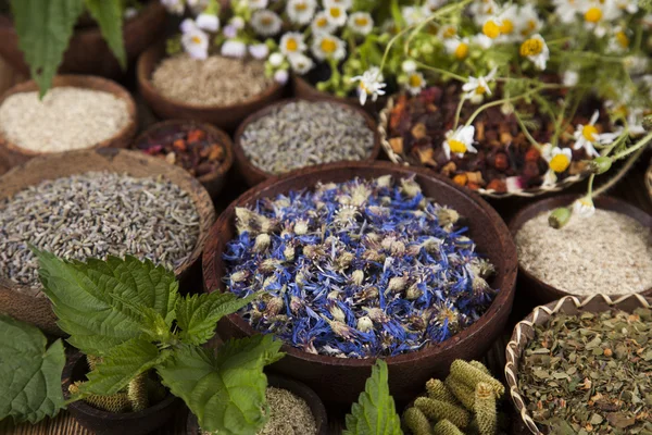 Surtido de hierbas medicinales naturales —  Fotos de Stock