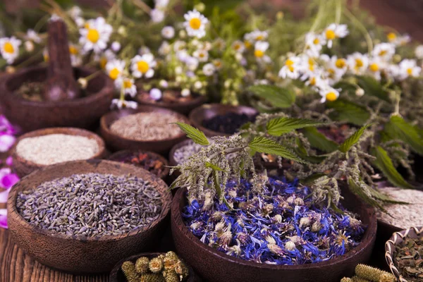 Surtido de hierbas medicinales naturales —  Fotos de Stock