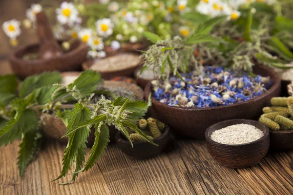 Çeşitli tıbbi tedavi edici otlar