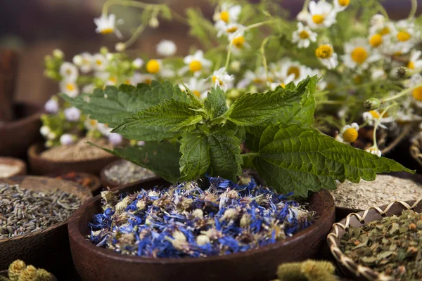 Çeşitli tıbbi tedavi edici otlar
