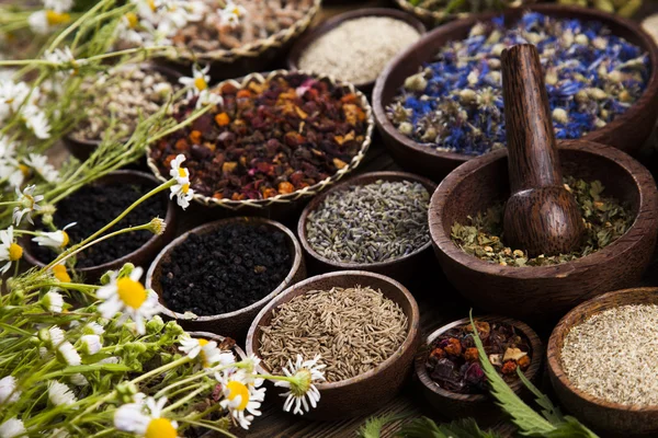 Assorted natural medical herbs — Stock Photo, Image