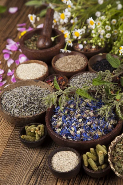 Erbe mediche naturali assortite — Foto Stock