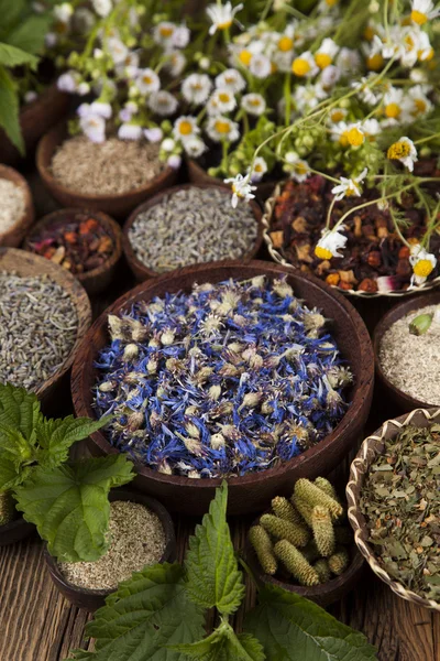 Diverse natuurlijke medische kruiden — Stockfoto