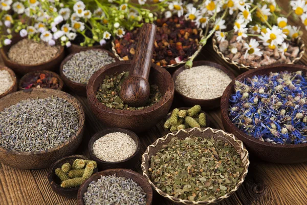 Assorted natural medical herbs — Stock Photo, Image