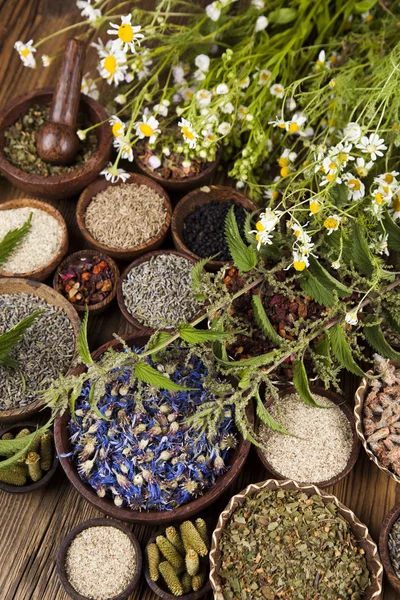 Assorted natural medical herbs — Stock Photo, Image