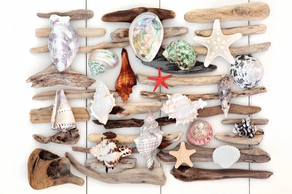 壳和浮木美 — 图库照片