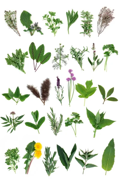 Fresh Herb Selection — Stock Photo, Image