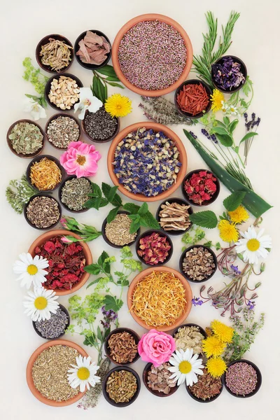 Healing Herbs and Flowers — Stock Photo, Image