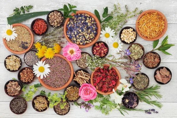 Hierbas y flores medicinales — Foto de Stock