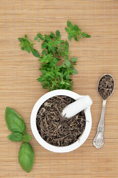 Basil Herb Types — Stock Photo, Image