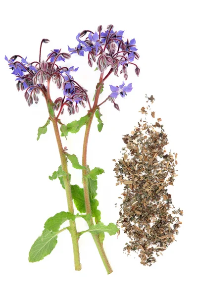 Borage Herb Herbal Medicine — Stock Photo, Image