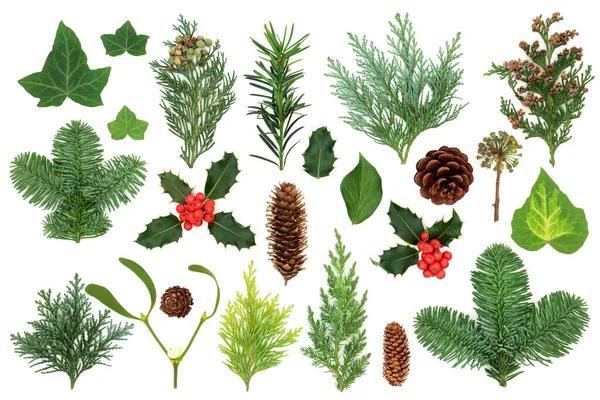 Wintergrün Mit Natürlicher Flora Und Fauna Aus Stechpalme Efeu Mistel — Stockfoto