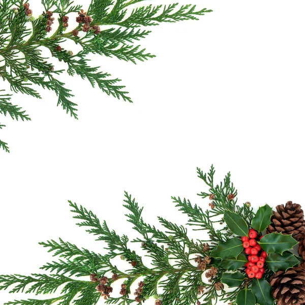 Winter Greenery Holly Ceday Pine Cones White Background Natural Decorative — Stock Photo, Image