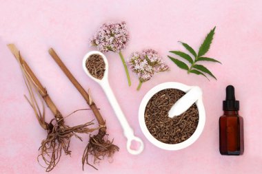 Tıbbi tentür şişeli Valerian bitki kökü ve çiçekleri. Uykusuzluk, anksiyete, baş ağrısı, sindirim sorunları, menopoz semptomları, kas ağrısı ve yorgunluğu tedavi etmek için bitkisel ilaçlarda kullanılır. Valeriana Memurları. 