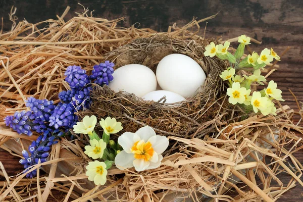 Symbol Spring Natural Bird Nest White Eggs Primroses Grape Hyacinths — Stock Photo, Image