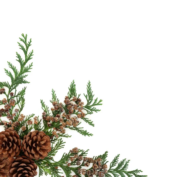 Cedar Cypress Leylandii Wiecznie Zielone Liście Szyszkami Sosnowymi Białym Naturalna — Zdjęcie stockowe