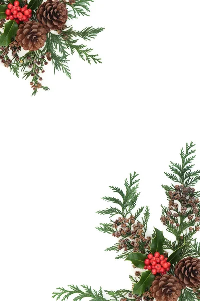 Vinterbär Järnek Cederträ Cypress Blad Kotte Gräns Vitt Naturlig Festlig — Stockfoto