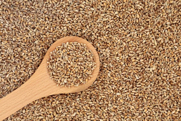 Mulika Weizenbeeren Für Gesunde Ernährung Lose Und Einem Holzlöffel Der — Stockfoto