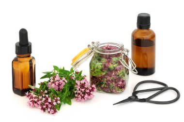 Bitki çiçekli Oregano bitkisel ilaçları ve gerekli yağlarda kullanılan yapraklar. IBS semptomlarını hafifletebilir, antibakteriyel, antiinflamatuar, viral ve pıhtılaşma önleyici. Beyaz arkaplanda.