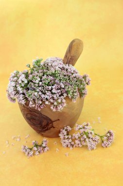 Valerian herb flowers in a mortar with pestle. Used in herbal medicine to treat insomnia, anxiety, headaches, digestive problems, menopause symptoms, muscle pain and fatigue. Valeriana officinalis. clipart