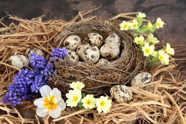 Uova Quaglia Primaverili Nido Uccelli Sciolti Con Primule Narcisi Fiori — Foto Stock