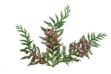 Sedir selvisi arborvitae köknar yaprağı süslemesi beyaz arka planda izole edildi. Tasarım elemanı. Üst görünüm