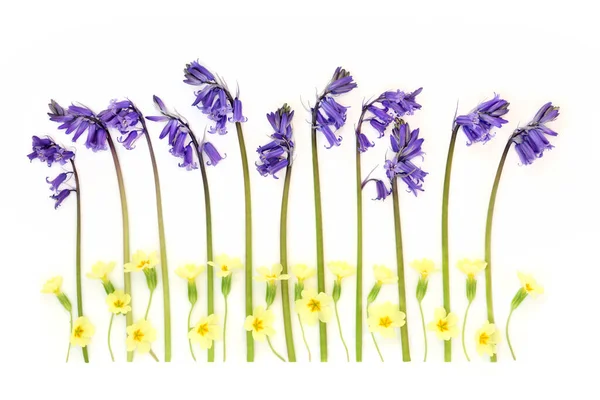 Spring Primrose Bluebell Wild Flowers Line White Background Abstract Design — Stock Photo, Image