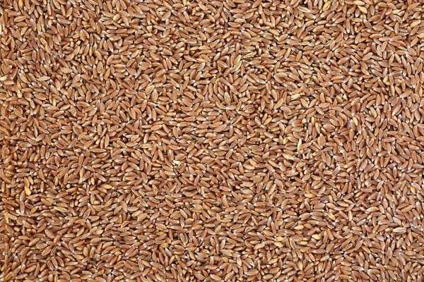 背景となるのは コムギの雌株 抗酸化物質の高い 栄養価の高い食品ソース 早期プレミアム春小麦 フラットレイアウト トップビュー — ストック写真