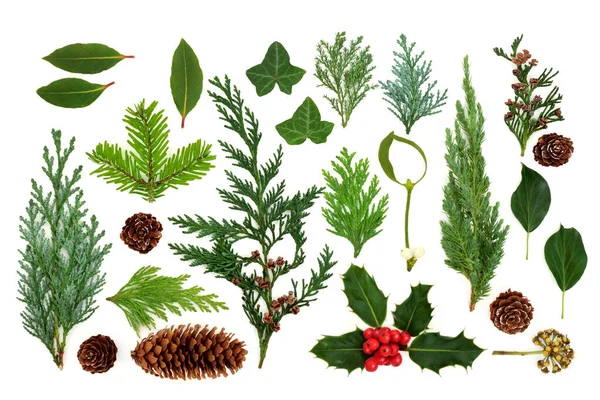 Tradycyjna Europejska Flora Fauna Zimowa Liśćmi Szyszkami Sosnowymi Roślinami Wyizolowanymi — Zdjęcie stockowe