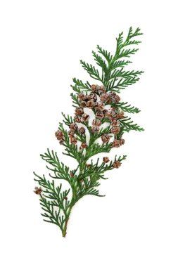 Arborvitae köknar yaprağı süslemesi beyaz arka planda izole edilmiş. Bitkisel ilaçlarda sağlıklı kan şekeri, düşük kolesterol, bağışıklık sistemini güçlendirmek için kullanılır..