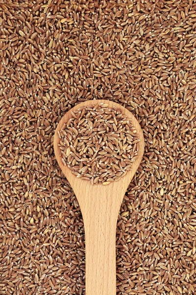木製のスプーンで女性のファロ小麦粒 背景を形成します 抗酸化物質の高い 栄養価の高い食品ソース 早期プレミアム春小麦 フラットレイアウト トップビュー — ストック写真