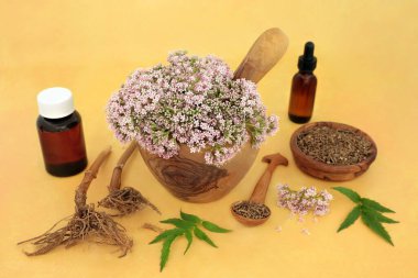 Çiçekli Valerian bitkisel ilaçları ve doğal ilaçlar için kurutulmuş kök. Uykusuzluk, anksiyete, baş ağrısı, menopoz semptomları, kas ağrısı ve yorgunluğu tedavi etmek için kullanılır. Valeriana Memurları.