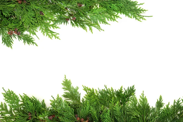 Cedar Cypress Blad Naturlig Bakgrund Gräns Vitt Miljövänlig Sammansättning Platt — Stockfoto