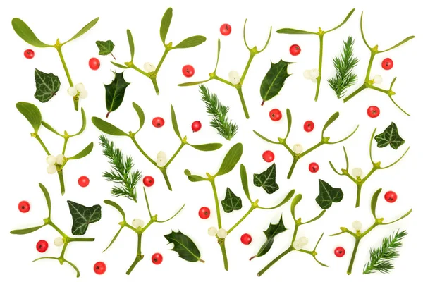 ホリーベリー ミステリー ジュニパーモミの葉は白い背景にあります ドルイドによって異教のシンボルとして崇拝されている英語の冬の植物 クリスマス 冬と新年の組成 トップ表示 — ストック写真