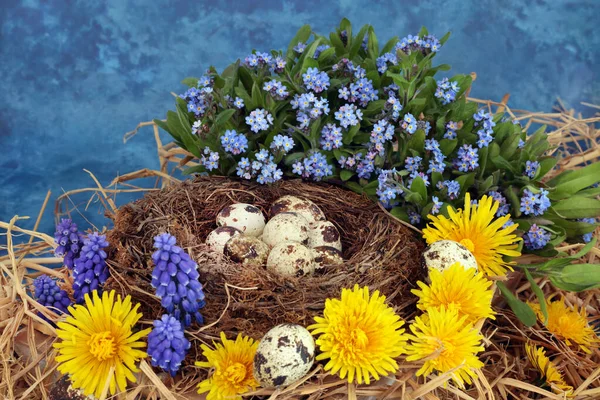 Fresh Healthy Quail Eggs Breakfast Natural Nest Dandelion Forget Grape — Stock Photo, Image