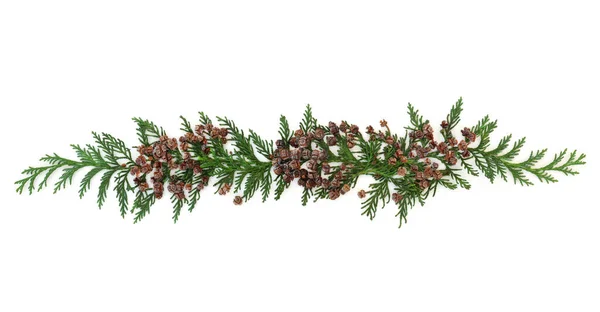 Decoratieve Cedercipres Amerikaanse Arborvitae Dennenbladeren Met Dennenappels Geïsoleerd Witte Achtergrond — Stockfoto