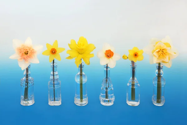 Lente Narcissen Bloeien Vazen Natuurlijke Bloemen Natuur Symbool Van Lente — Stockfoto