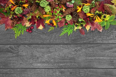 Doğal Sonbahar Şükran Günü arka planında yapraklar, çiçekler, kozalaklar, kır gümüşü gri ahşap meyveler. Hasat festivali konsepti. Üst görünüm, düz görünüm, kopyalama alanı.