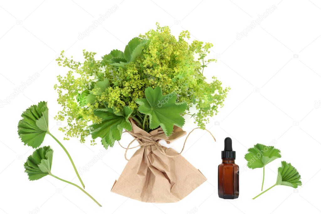 Ladies mantle herb used in natural herbal plant medicine, treats menstrual, menopausal problems, is anti inflammatory. Used to heal skin ailments. With essential oil bottle on white.