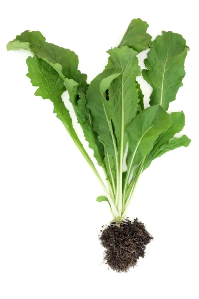 Healthy Organic Rocket Plant Leaves Earth Root Ball Immune Boosting — Stock Photo, Image