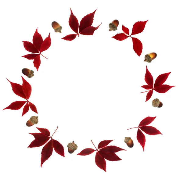 秋天的感恩节花环 白色背景 枫叶和橡子色彩艳丽 秋季的自然最低组成 — 图库照片